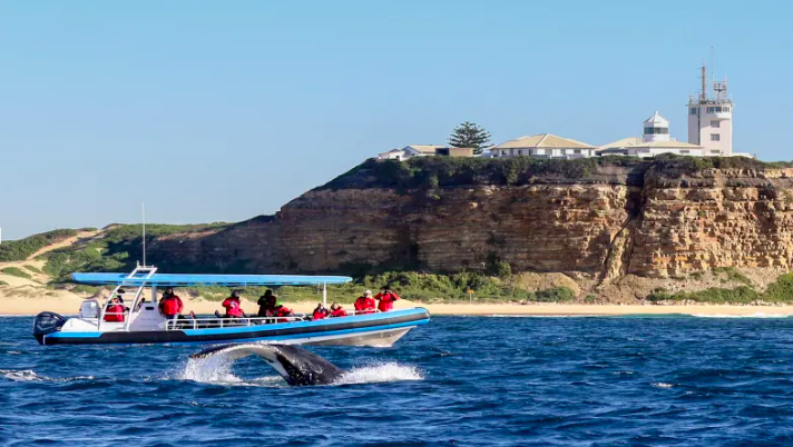 Adrenaline Whale watching cruise